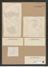 Diatomeae indet. Zeichnungen Sammlung Grunow Nr. 8483 (NHMW-BOT-W0377942)
